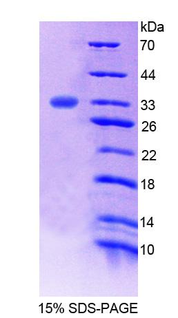 Recombinant Flavin Containing Monooxygenase 2, Non Functional (FMO2)