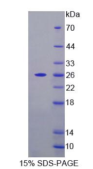 Recombinant Fucose-1-Phosphate Guanylyltransferase (FPGT)
