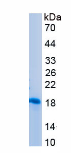 Recombinant Furin (FUR)