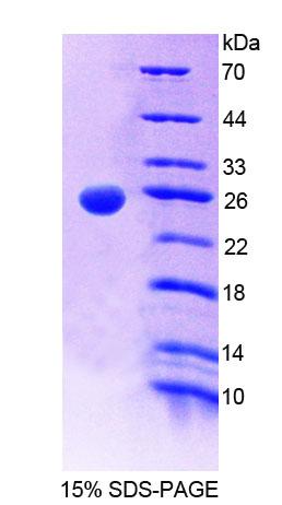 Recombinant Grancalcin (GCA)