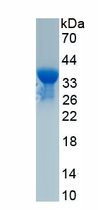 Recombinant Glycophorin E (GYPE)