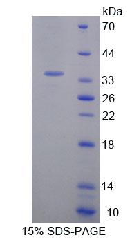 Recombinant Geminin (GMNN)