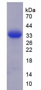 Recombinant Granulin (GRN)