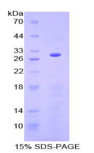 Recombinant Granulin (GRN)