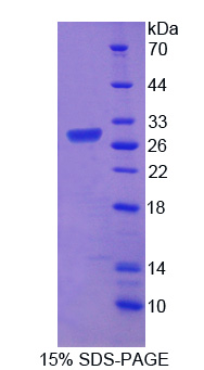 Recombinant ATP Binding Cassette Transporter A12 (ABCA12)