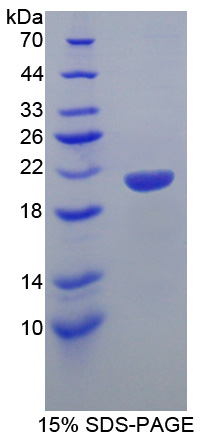 Recombinant Helicase Like Transcription Factor (HLTF)