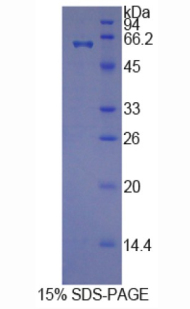 RPC534Hu01.jpg