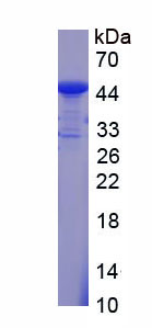 Recombinant 150 kDa Oxygen Regulated Protein (ORP150)