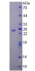 Recombinant Leucine Rich Repeats And Death Domain Containing Protein (LRDD)