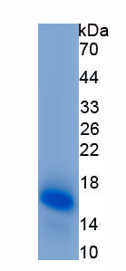 Recombinant Luteinizing Hormone Beta Polypeptide (LHb)