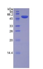 Recombinant Lysyl Oxidase (LOX)