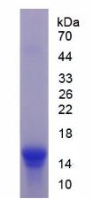 Recombinant Urocortin 2 (UCN2)