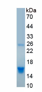 Recombinant Mitochondrial Uncoupling Protein 2 (UCP2)