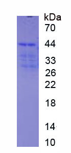 Recombinant Vesicle Associated Membrane Protein 1 (VAMP1)