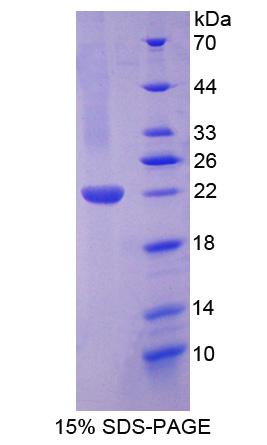 Recombinant TNF Like Ligand 1A (TL1A)