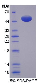 Recombinant Mitochondrial Translational Initiation Factor 2 (MTIF2)