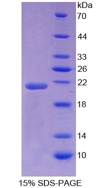 Recombinant N-Ethylmaleimide Sensitive Factor (NSF)