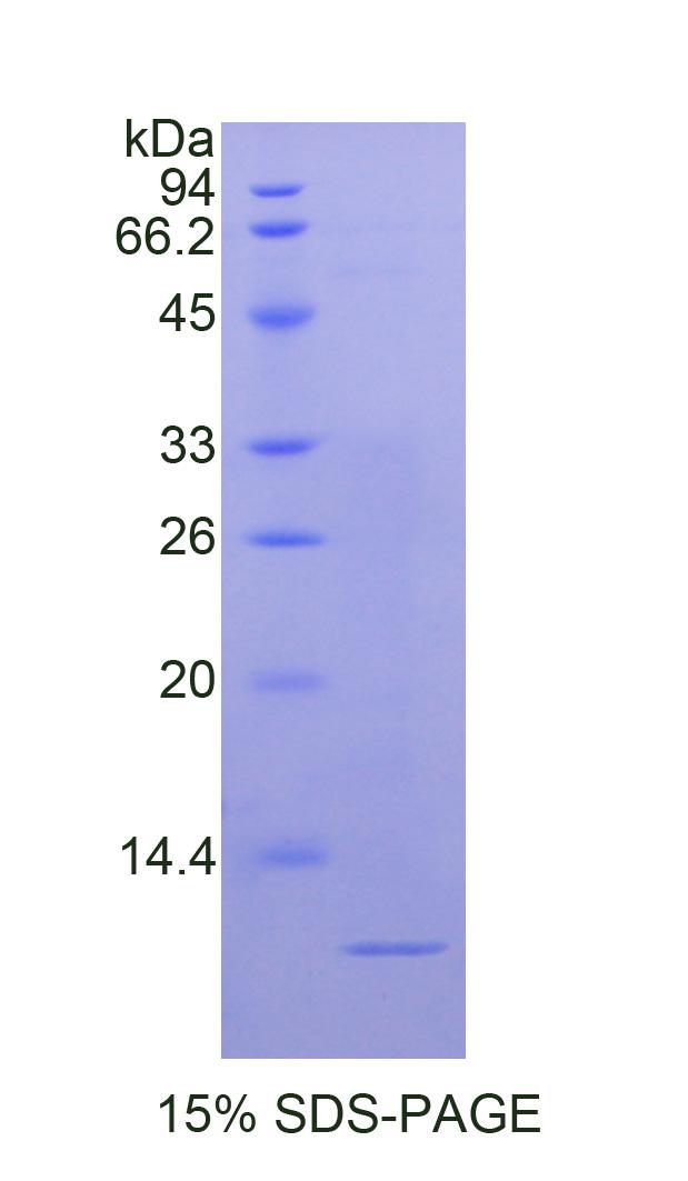 RPC664Hu02.jpg