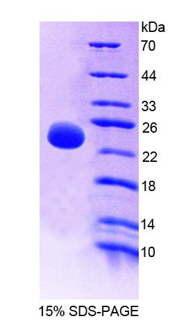 Recombinant Olfactomedin 3 (OLFM3)