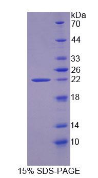 Recombinant Olfactomedin 3 (OLFM3)