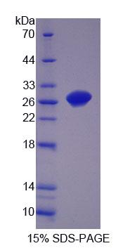 Recombinant Oligophrenin 1 (OPHN1)