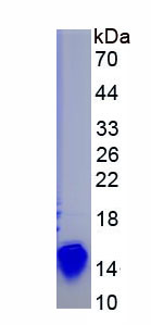 Recombinant Organic Solute Transporter Beta (OSTb)