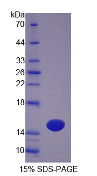 Recombinant Otoraplin (OTOR)