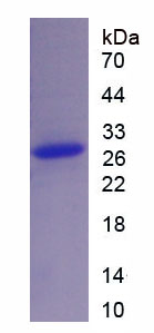 Recombinant Oviductal Glycoprotein 1 (OVGP1)