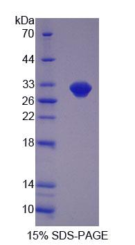 Recombinant Oviductal Glycoprotein 1 (OVGP1)