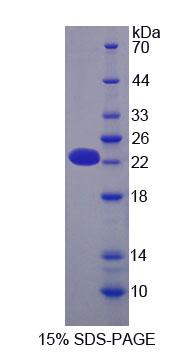 Recombinant Optic Atrophy 3 (OPA3)