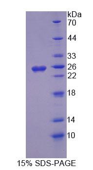 Recombinant Optic Atrophy 3 (OPA3)