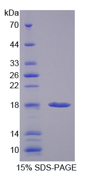 Recombinant Prefoldin Subunit 1 (PFDN1)