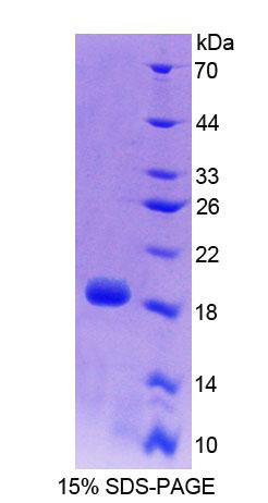 Recombinant Phospholipid Transfer Protein (PLTP)