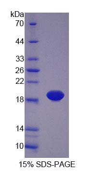 Recombinant Phospholipid Transfer Protein (PLTP)