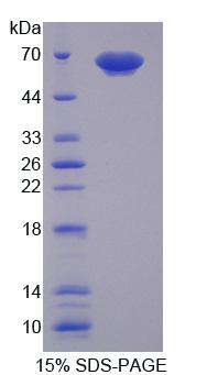 Recombinant Poly U Binding Splicing Factor 60kDa (PUF60)
