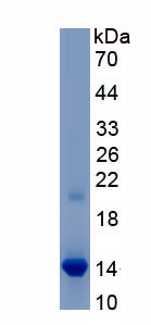 Recombinant Platelet Activating Factor Receptor (PAFR)