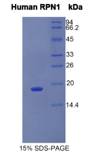 Recombinant Ribophorin I (RPN1)