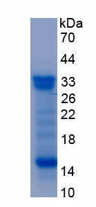 Recombinant Reelin (RELN)