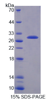 RPC795Mu01.jpg