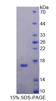 Recombinant Transition Protein 2 (TNP2)