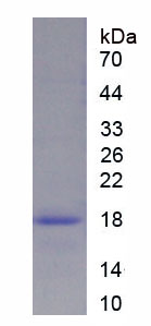 Recombinant Tumor Protein P63 (TP63)