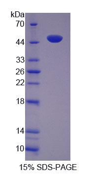 Recombinant Tuftelin (TUFT)