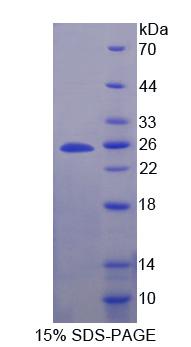 Recombinant Secretogranin V (SCG5)