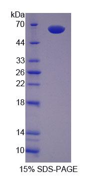Recombinant Secernin 1 (SCRN1)