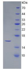 Recombinant Secreted Frizzled Related Protein 5 (SFRP5)