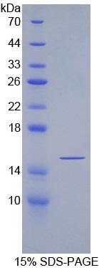 Recombinant Secreted Frizzled Related Protein 5 (SFRP5)