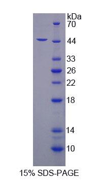 Recombinant Src Kinase Associated Phosphoprotein 1 (SKAP1)