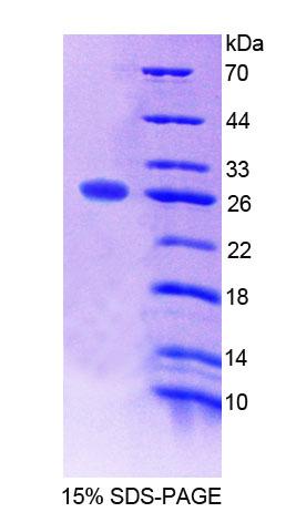 Recombinant Synaptosomal Associated Protein 23kDa (SNAP23)