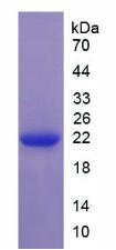 Recombinant Serglycin (SRGN)