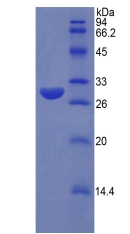 RPC879Hu01.jpg